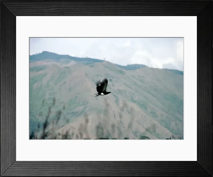 Framed Print : Horned Screamer - in flight - Lake Sono - Columbia Framed Print : Horned Screamer - in flight - Lake Sono - Columbia