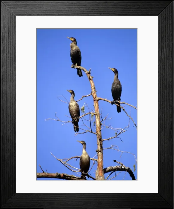 Framed Print : Double-crested Cormarant Framed Print : Double-crested Cormarant