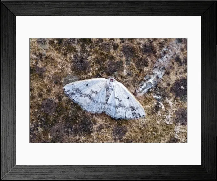 Framed Print : Clouded Silver Moth - At rest - on rock - Lincolnshire - England Framed Print : Clouded Silver Moth - At rest - on rock - Lincolnshire - England