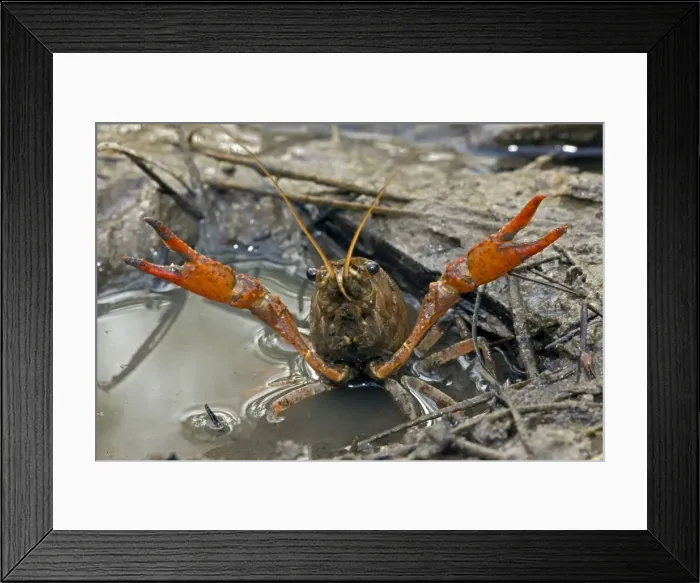 Framed Print : Red Swamp Crawfish(Crayfish) - defensive display - Important food item - commercially harvested - native to Southeastern US - introduced widely elsewhere - Louisiana Framed Print : Red Swamp Crawfish(Crayfish) - defensive display - Important food item - commercially harvested - native to Southeastern US - introduced widely elsewhere - Louisiana