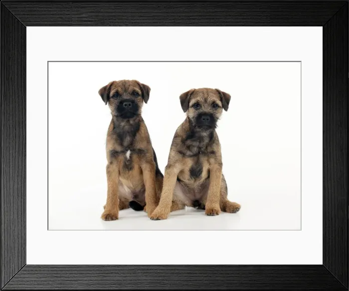 Framed Print : DOG - Border terrier puppies sitting together (13 weeks old) Framed Print : DOG - Border terrier puppies sitting together (13 weeks old)