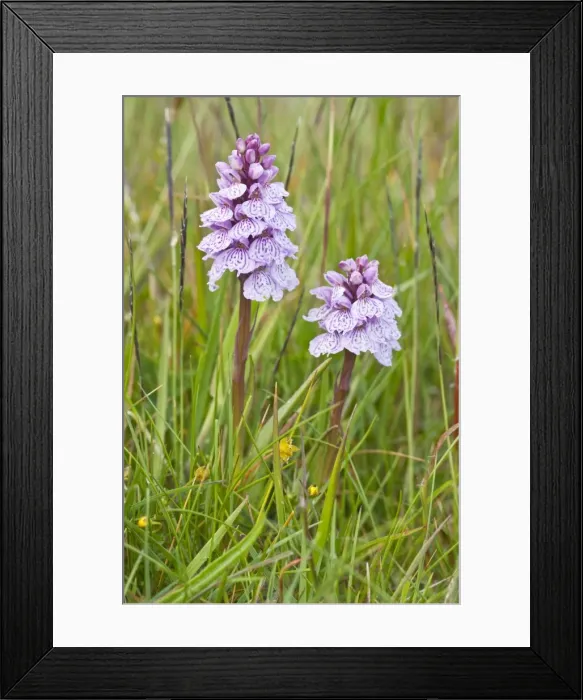 Framed Print : Heath Spotted Orchids - two flower spikes - Berneray - Outer Hebrides - Scotland Framed Print : Heath Spotted Orchids - two flower spikes - Berneray - Outer Hebrides - Scotland