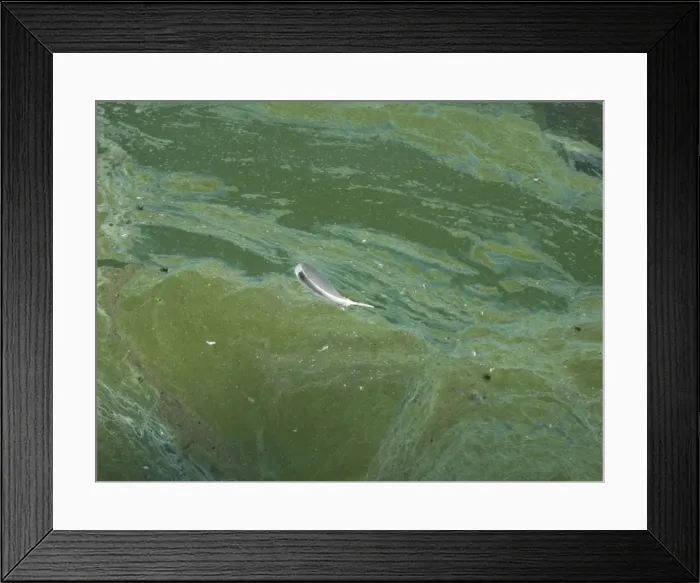 Framed Print : Blue Green Algae - in reservoir - UK Summer 2011 Framed Print : Blue Green Algae - in reservoir - UK Summer 2011