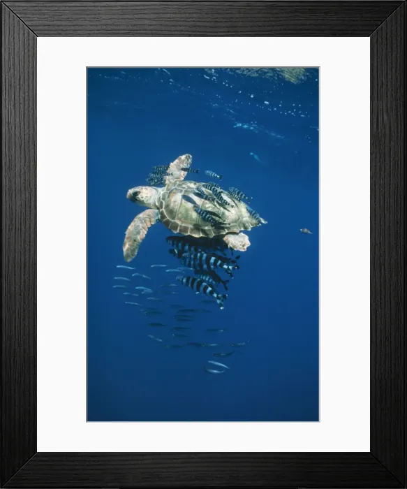 Framed Print : Loggerhead Turtle DSE 88 Juvenile with pilot fish Caretta caretta © Douglas David Seifert / ardea. com Framed Print : Loggerhead Turtle DSE 88 Juvenile with pilot fish Caretta caretta © Douglas David Seifert / ardea. com