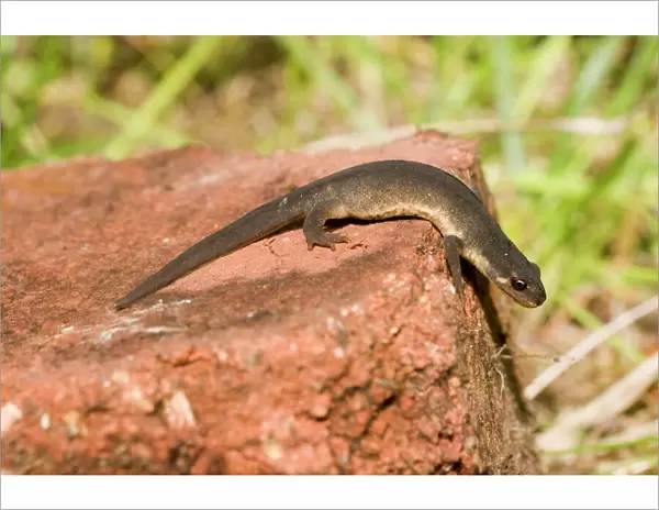 Smooth Newt - male on old brick - UK