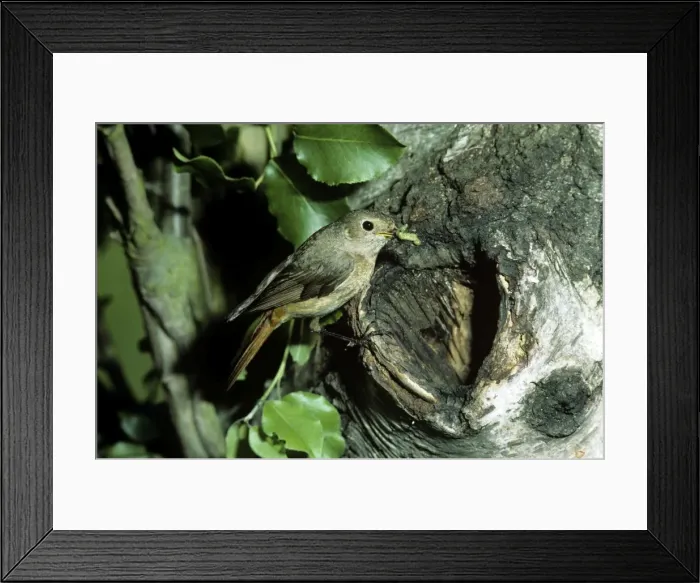 Framed Print : Redstart - hen at nest Framed Print : Redstart - hen at nest