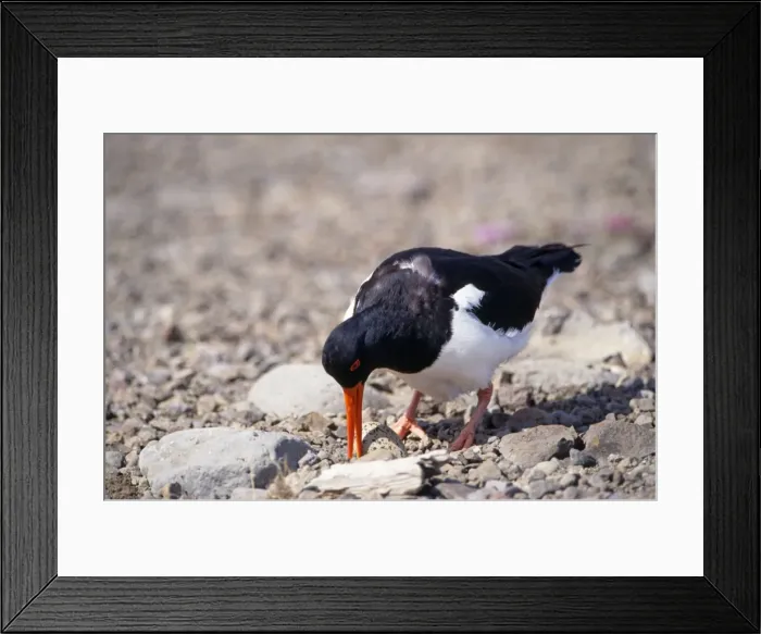 Framed Print : Oystercatcher - at nest with egg Framed Print : Oystercatcher - at nest with egg