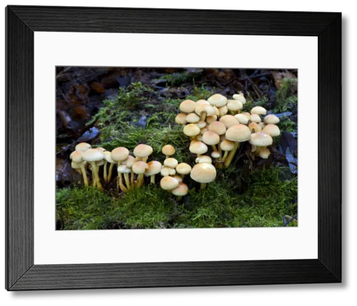 Framed Print : Fungi - Emerging Sulphur Tufts - Nap Wood Nature Reserve - East Sussex - October - Habitat in dense clusters on stumps of deciduous and coniferous trees- Not edible Framed Print : Fungi - Emerging Sulphur Tufts - Nap Wood Nature Reserve - East Sussex - October - Habitat in dense clusters on stumps of deciduous and coniferous trees- Not edible