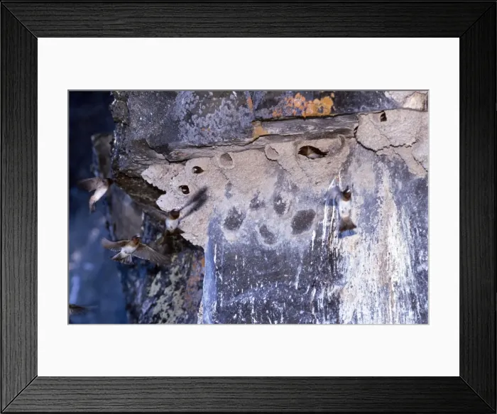 Framed Print : Cliff Swallow Framed Print : Cliff Swallow