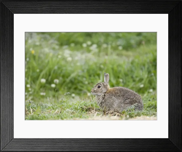Framed Print : Rabbit - Orkney Mainland MA002278 Framed Print : Rabbit - Orkney Mainland MA002278