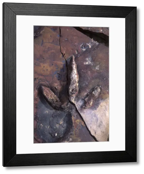 Framed Print : Dinosaur track - Track of a Theropod dinosaur, in sandstone of the Dakota Formation, Cretaceous. Track is 20 cm long Scientific name: Magnoavipes Location: Picture Canyon, Comanche National Grassland, Colorado DW192 Framed Print : Dinosaur track - Track of a Theropod dinosaur, in sandstone of the Dakota Formation, Cretaceous. Track is 20 cm long Scientific name: Magnoavipes Location: Picture Canyon, Comanche National Grassland, Colorado DW192