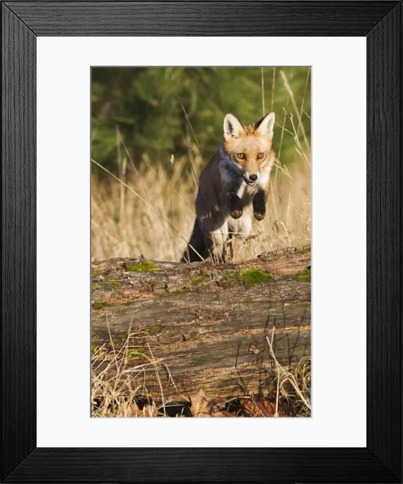 Framed Print : Red Fox - jumping over log - controlled conditions 15085 Framed Print : Red Fox - jumping over log - controlled conditions 15085