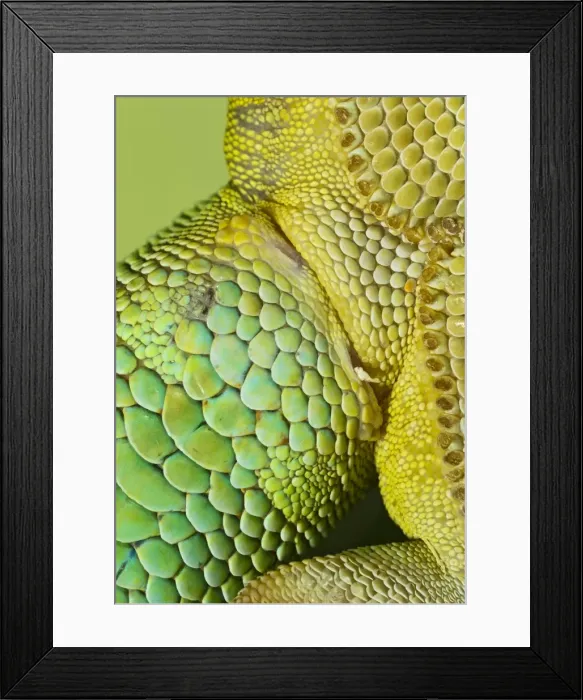 Framed Print : Day Gecko - close up - controlled conditions 12973 Framed Print : Day Gecko - close up - controlled conditions 12973