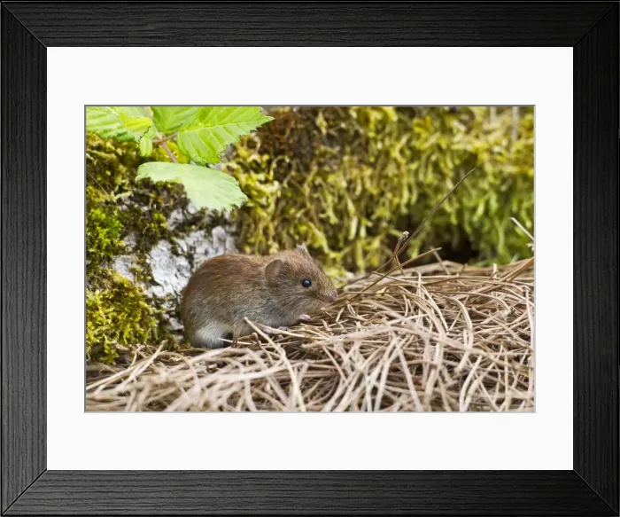 Framed Print : Bank Vole - Bedfordshire UK 14477 Framed Print : Bank Vole - Bedfordshire UK 14477