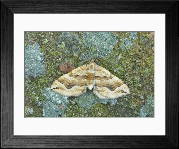 Framed Print : The Dark Spinach Moth - Essex, UK IN000701 Framed Print : The Dark Spinach Moth - Essex, UK IN000701