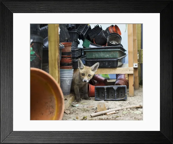 Framed Print : Red Fox - cub in potting shed - controlled conditions 12858 Framed Print : Red Fox - cub in potting shed - controlled conditions 12858