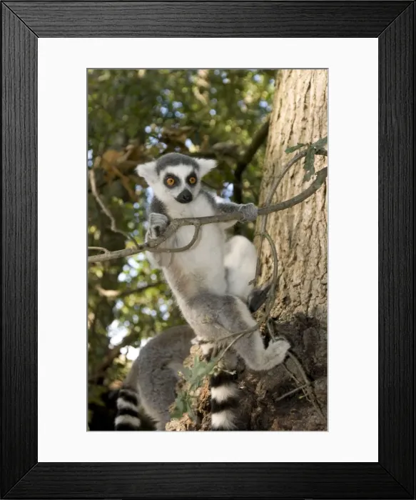 Framed Print : Ring-tailed Lemur - clinging to branch Framed Print : Ring-tailed Lemur - clinging to branch