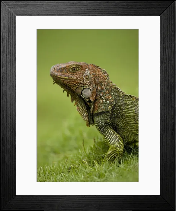Framed Print : Green Iguana - Tropical rainforest - Costa Rica Framed Print : Green Iguana - Tropical rainforest - Costa Rica