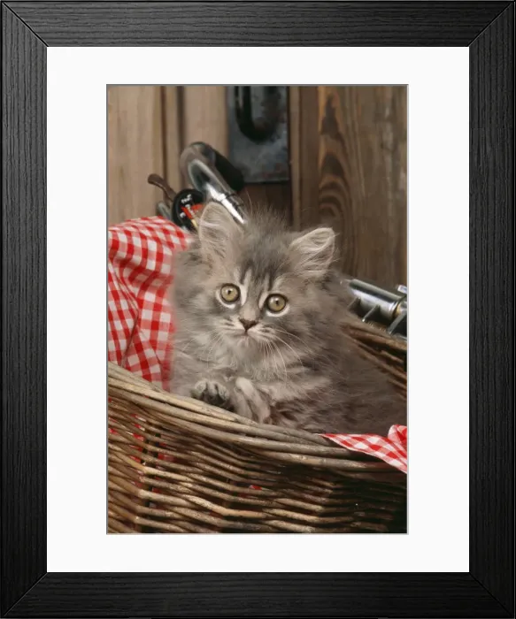 Framed Print : Cat JD 16792 E Kitten in basket on bicycle © John Daniels / ardea. com Framed Print : Cat JD 16792 E Kitten in basket on bicycle © John Daniels / ardea. com