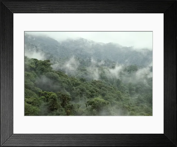 Framed Print : Costa Rica - Monteverde - cloud forest Framed Print : Costa Rica - Monteverde - cloud forest