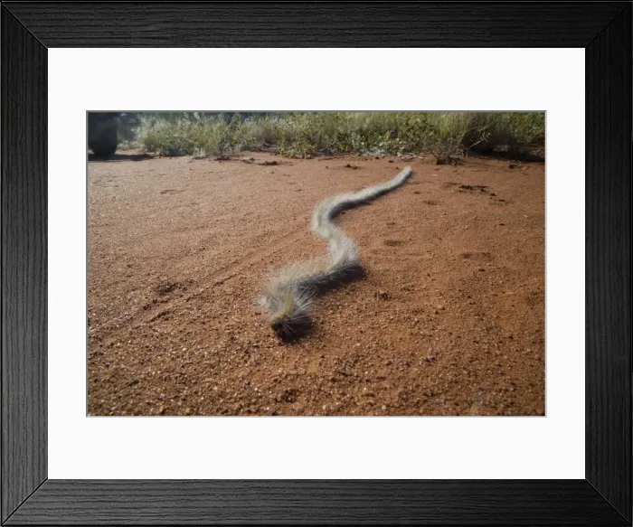 Framed Print : Processionary Caterpillar - adults seeking a suitable tree to climb and prepare to pupate - the moth is known as Bag-shelter Moth as the caterpillars construct a bag inside which they change into moths - crossing a dirt track - Australian outback Framed Print : Processionary Caterpillar - adults seeking a suitable tree to climb and prepare to pupate - the moth is known as Bag-shelter Moth as the caterpillars construct a bag inside which they change into moths - crossing a dirt track - Australian outback