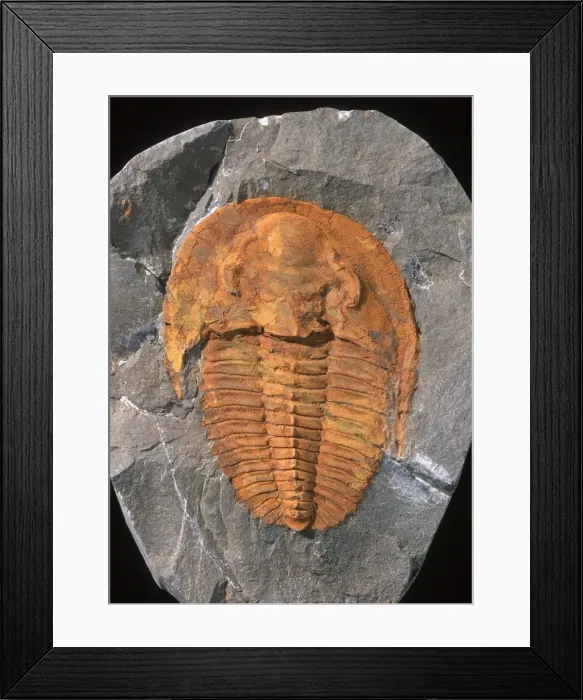 Framed Print : Fossils: Trilobite Cambriopallace Size of this specimen: 10 cm Cambrian Morocco Framed Print : Fossils: Trilobite Cambriopallace Size of this specimen: 10 cm Cambrian Morocco
