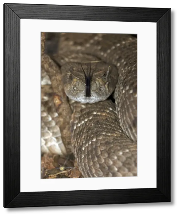 Framed Print : Western Diamond-backed Rattlesnake - emerging from winter hibernation site - March 2011 - Arizona - Sonoran desert Framed Print : Western Diamond-backed Rattlesnake - emerging from winter hibernation site - March 2011 - Arizona - Sonoran desert