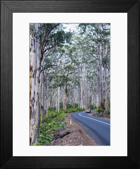Framed Print : Road passing through forest of karri trees, the third tallest tree species in the world. Boranup Forest, Margaret River, Western Australia Framed Print : Road passing through forest of karri trees, the third tallest tree species in the world. Boranup Forest, Margaret River, Western Australia