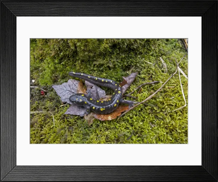 Framed Print : Spotted Salamander - at breeding pond in spring - Common in the eastern United States and Canada - New York - USA Framed Print : Spotted Salamander - at breeding pond in spring - Common in the eastern United States and Canada - New York - USA