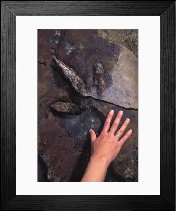 Framed Print : Dinosaur track - Track of a Theropod dinosaur, in sandstone of the Dakota Formation, Cretaceous. Track is 20 cm long Scientific name: Magnoavipes Location: Picture Canyon, Comanche National Grassland, Colorado Framed Print : Dinosaur track - Track of a Theropod dinosaur, in sandstone of the Dakota Formation, Cretaceous. Track is 20 cm long Scientific name: Magnoavipes Location: Picture Canyon, Comanche National Grassland, Colorado
