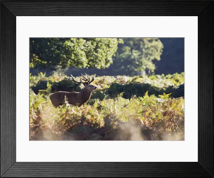 Framed Print : Red Deer - Stag in bracken - Richmond Park UK 14949 Framed Print : Red Deer - Stag in bracken - Richmond Park UK 14949