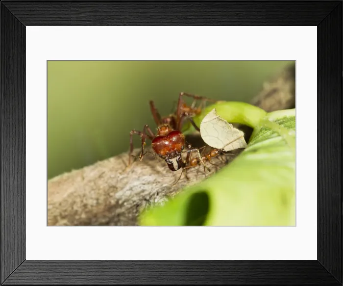 Framed Print : Leaf Cutter Ant - soilder and worker ants - Trinidad - controlled conditions 14663 Framed Print : Leaf Cutter Ant - soilder and worker ants - Trinidad - controlled conditions 14663