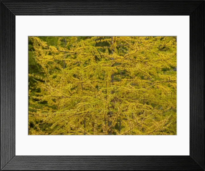 Framed Print : American Larch Tree - Autumn - Adirondack Mountains in upstate New York - USA Framed Print : American Larch Tree - Autumn - Adirondack Mountains in upstate New York - USA