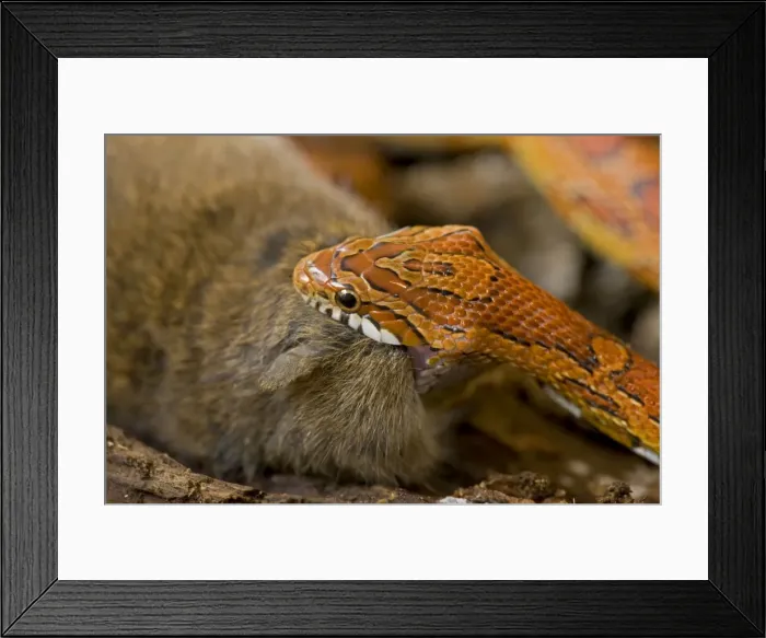 Framed Print : Corn Snake - eating Mouse - controlled conditions - USA Framed Print : Corn Snake - eating Mouse - controlled conditions - USA
