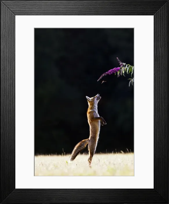 Framed Print : Red Fox - cub jumping for butterfly - controlled conditions 14270 Framed Print : Red Fox - cub jumping for butterfly - controlled conditions 14270