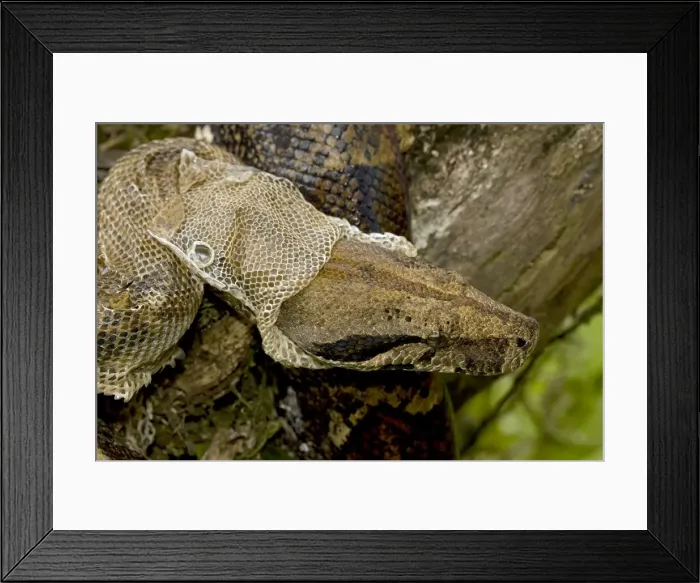 Framed Print : Boa Constictor - Costa Rica- Tropical rainforest - Guanacaste National Park - shedding skin Framed Print : Boa Constictor - Costa Rica- Tropical rainforest - Guanacaste National Park - shedding skin