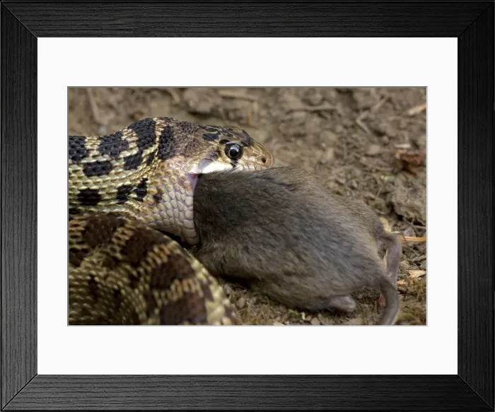 Framed Print : Pacific Gopher Snake - eating Mouse - Oregon - USA Framed Print : Pacific Gopher Snake - eating Mouse - Oregon - USA