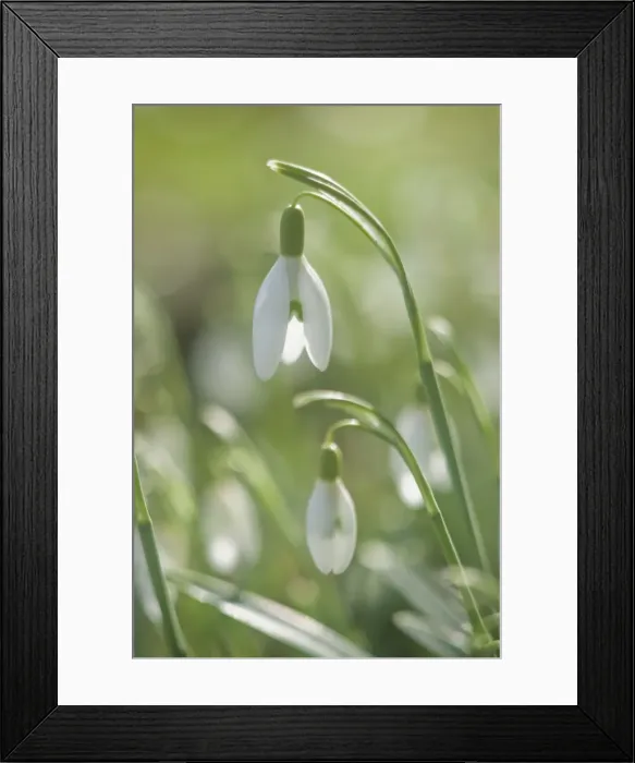 Framed Print : Snowdrops - growing wild in woodland - Essex - UK PL002136 Framed Print : Snowdrops - growing wild in woodland - Essex - UK PL002136