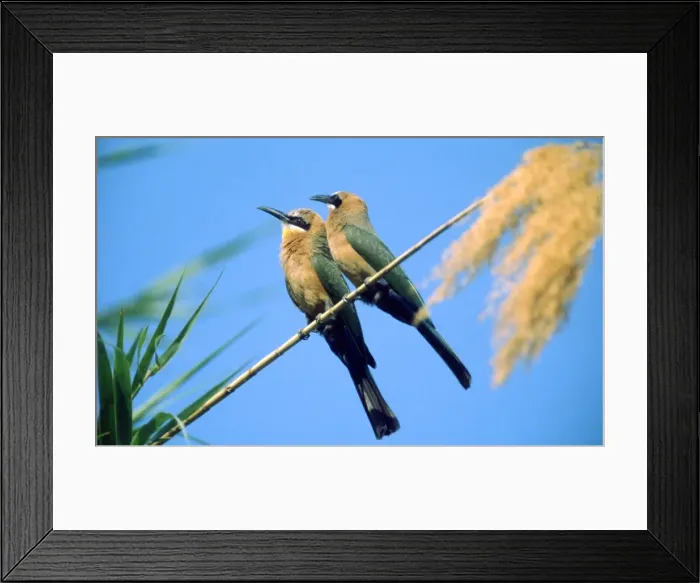 Framed Print : White-fronted Bee-eaters CRH 969 Botswana Merops bullockoides © Chris Harvey / ardea. com Framed Print : White-fronted Bee-eaters CRH 969 Botswana Merops bullockoides © Chris Harvey / ardea. com