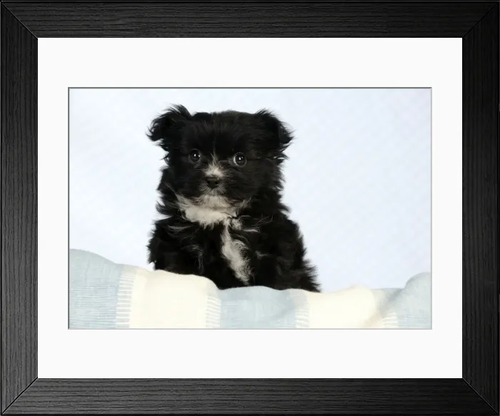 Framed Print : DOG - Japanese chin x papillon Framed Print : DOG - Japanese chin x papillon