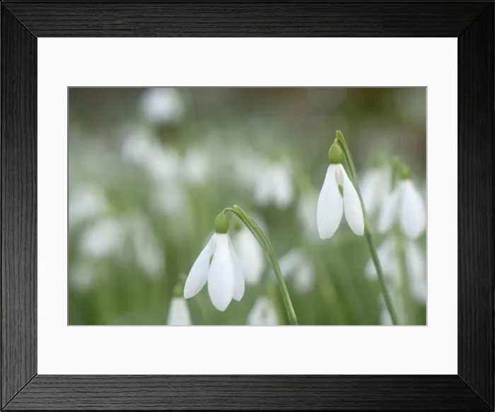 Framed Print : Snowdrops - growing wild in woodland - Essex - UK PL002128 Framed Print : Snowdrops - growing wild in woodland - Essex - UK PL002128