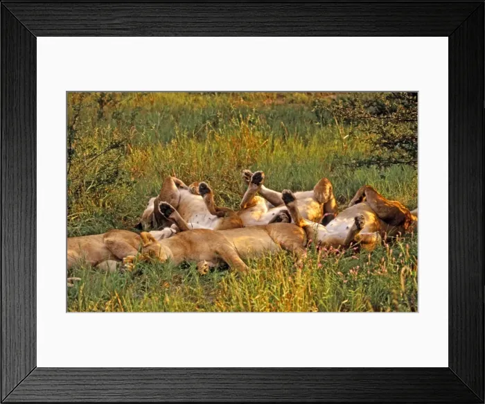 Framed Print : Lions CRH 937 Sleeping - Moremi, Botswana Panthera leo © Chris Harvey  /  ardea. com