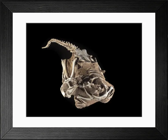 Framed Print : Dinosaurs - Theropods - Conchoraptor juvenile, in matrix bloc. Conchoraptor is a small Oviraptorid dinosaur from the Late Cretaceous of Mongolia. Named by Barsbold in 1986 Framed Print : Dinosaurs - Theropods - Conchoraptor juvenile, in matrix bloc. Conchoraptor is a small Oviraptorid dinosaur from the Late Cretaceous of Mongolia. Named by Barsbold in 1986