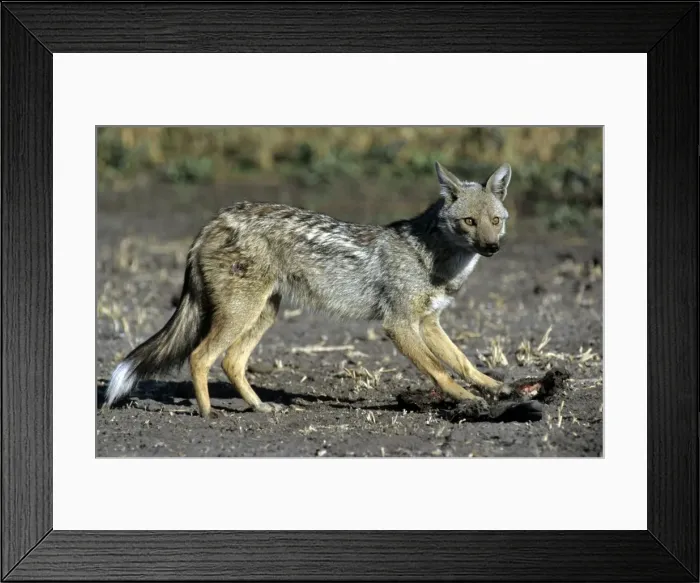 Framed Print : Side Stripped Jackal - feeding - Botswana Africa Framed Print : Side Stripped Jackal - feeding - Botswana Africa