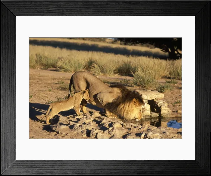 Framed Print : Lion - and cub - Chobe National Park - Botswana Framed Print : Lion - and cub - Chobe National Park - Botswana