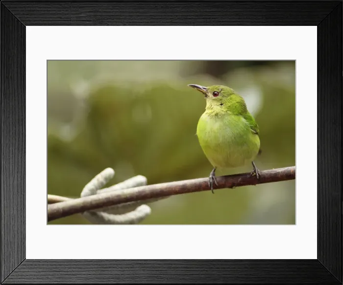 Framed Print : Green Honeycreeper - female, Cloud Forest, Venezuela, South America Framed Print : Green Honeycreeper - female, Cloud Forest, Venezuela, South America