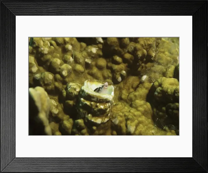 Framed Print : Mimic blenny Papua New Guinea HED00006 Framed Print : Mimic blenny Papua New Guinea HED00006
