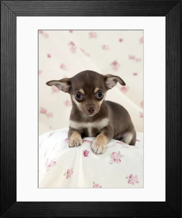 Framed Print : DOG - Chihuahua puppy sitting on blanket Framed Print : DOG - Chihuahua puppy sitting on blanket