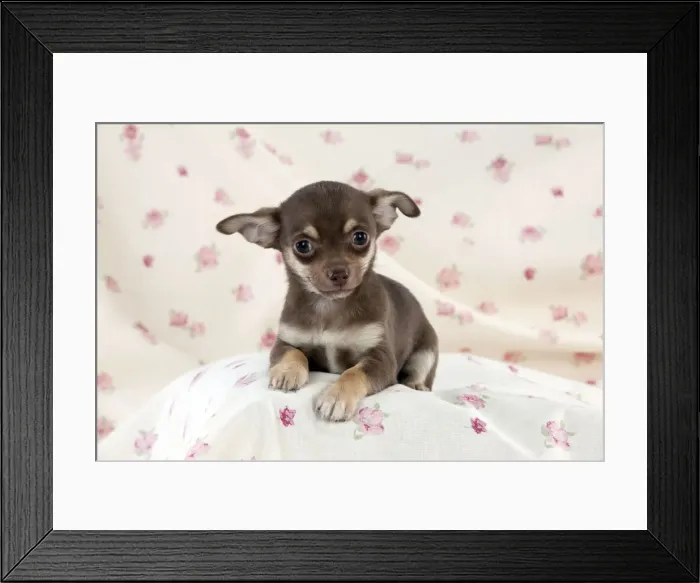 Framed Print : DOG - Chihuahua puppy sitting on blanket Framed Print : DOG - Chihuahua puppy sitting on blanket