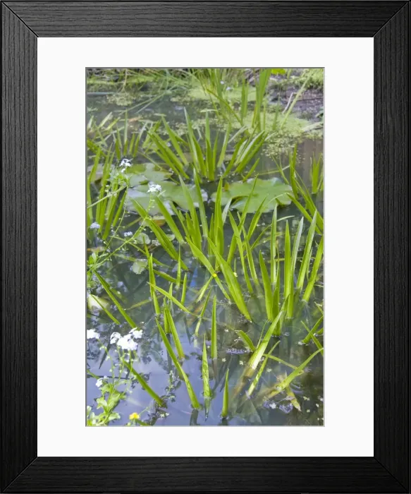 Framed Print : Water Soldier - flourishing in a wildlife pond. England, UK Framed Print : Water Soldier - flourishing in a wildlife pond. England, UK